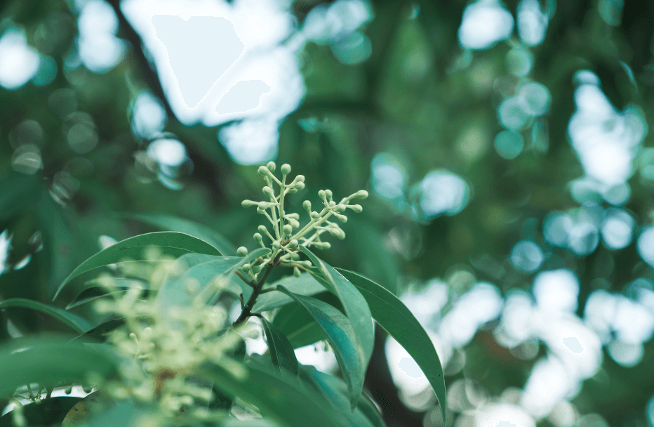 Kafrovník Lékařský (Cinnamomum Camphora)
